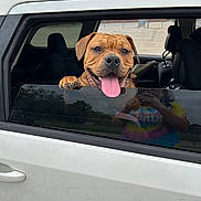 Canela joined the competition — help win amazing prizes! animal, canine, car, collar, dog, happy, head, human_reflection, open_window, outdoor, parking_lot, paw, pet, reflection, seat, smiling, tongue_out, vehicle, white_car, window