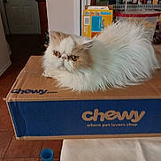 Romeo joined the competition — help win amazing prizes! cat, fluffy, indoor, cardboard_box, chewy, pet, animal, furniture, shelf, storage, container, floor, tile_floor, cup, table, resting, pet_supplies, closeup, white_cat, beige_cat