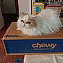 cat, fluffy, indoor, cardboard_box, chewy, pet, animal, furniture, shelf, storage, container, floor, tile_floor, cup, table, resting, pet_supplies, closeup, white_cat, beige_cat