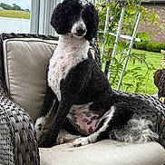Lily Rose is registered to the contest to win money with this photo: black_and_white, canine, chair, cushion, dog, fence, fur, garden, greenery, house, nature, outdoor, pet, plant, poodle, porch, relaxing, sitting, tail, wicker