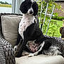 black_and_white, canine, chair, cushion, dog, fence, fur, garden, greenery, house, nature, outdoor, pet, plant, poodle, porch, relaxing, sitting, tail, wicker