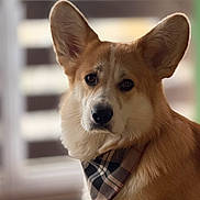 Archie participe au concours pour gagner de l'argent avec cette photo : corgi, dog, pet, bandana, portrait, closeup, ears, fur, canine, window_blinds, indoor, shallow_depth_of_field, looking_at_camera, expressive_eyes, nose, whiskers, domestic, adorable, sitting, headshot