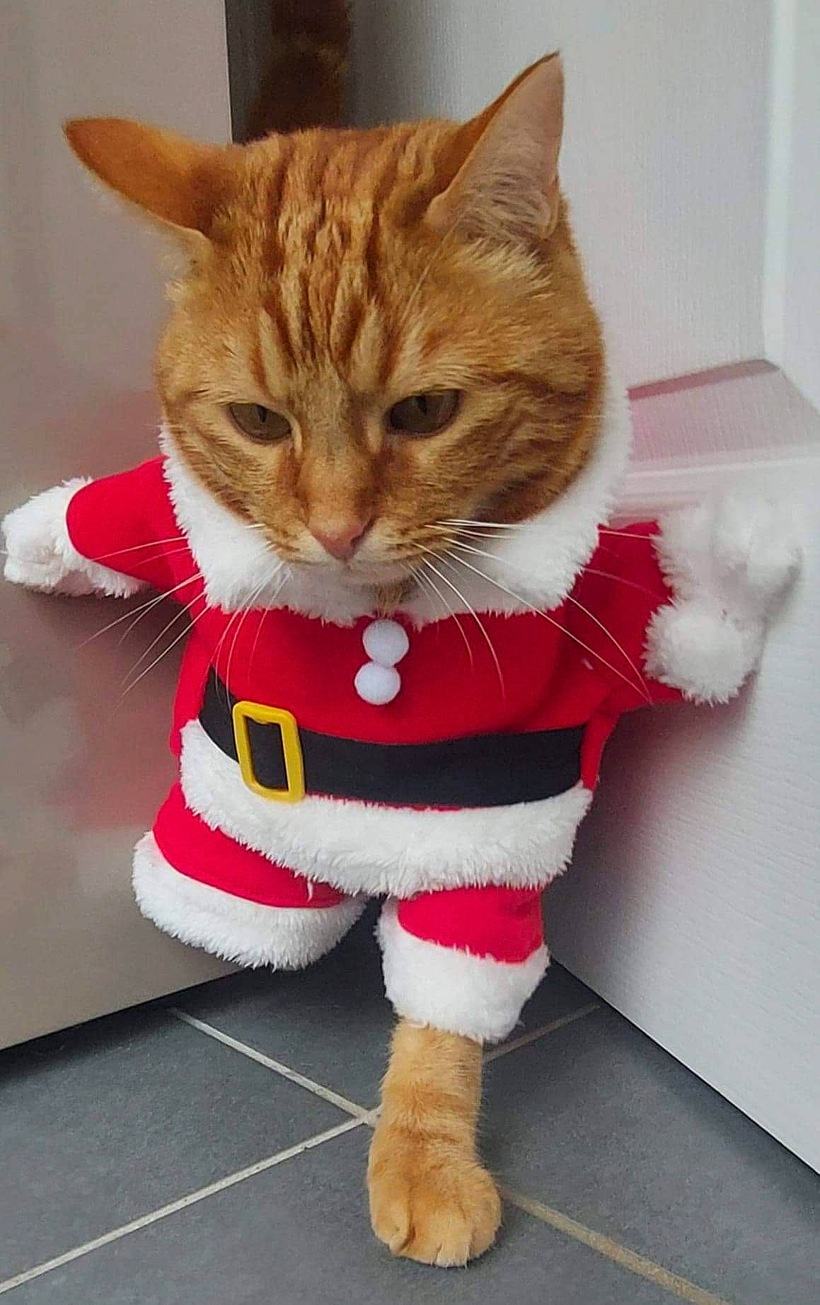 Amandine participe au concours pour gagner de l'argent avec cette photo : carnivore, cat, cat_toy, christmas, claw, collar, costume_accessory, domestic_short_haired_cat, felidae, fictional_character, fur, pet_supply, small_to_medium_sized_cats, snout, sock, stuffed_toy, tabby_cat, tail, vertebrate, whiskers