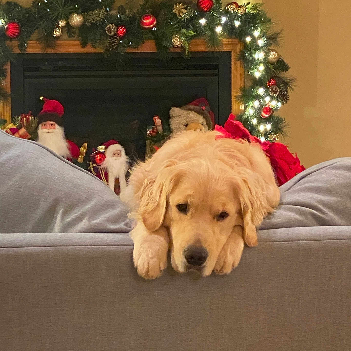 Bella joined the competition — help win amazing prizes! animal, christmas_decorations, couch, cozy, decor, dog, festive, fireplace, garland, golden_retriever, holiday, indoor, lights, living_room, ornaments, pet, puppy, resting, santa_figurine, teddy_bear
