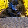 dog, black_dog, fluffy, pet, animal, portrait, curious_eyes, yellow_hoodie, pikachu, person, indoor, table, textured_surface, cute, small_dog, furry, companion, looking_at_camera, cozy, casual