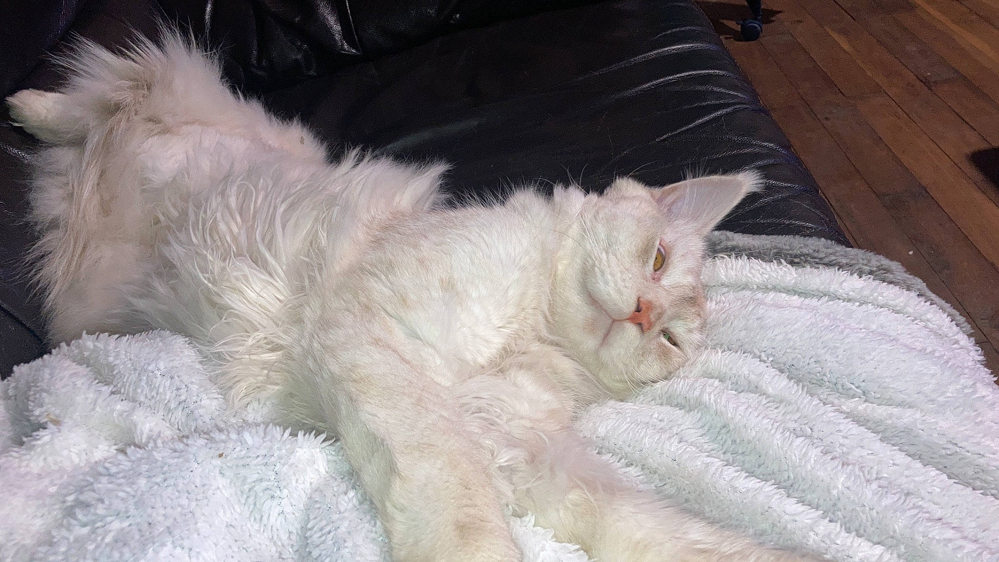 Urs participe au concours pour gagner de l'argent avec cette photo : carnivore, cat, cat_bed, claw, comfort, domestic_short_haired_cat, fawn, felidae, fur, nap, paw, sleep, small_to_medium_sized_cats, snout, tail, whiskers, wood