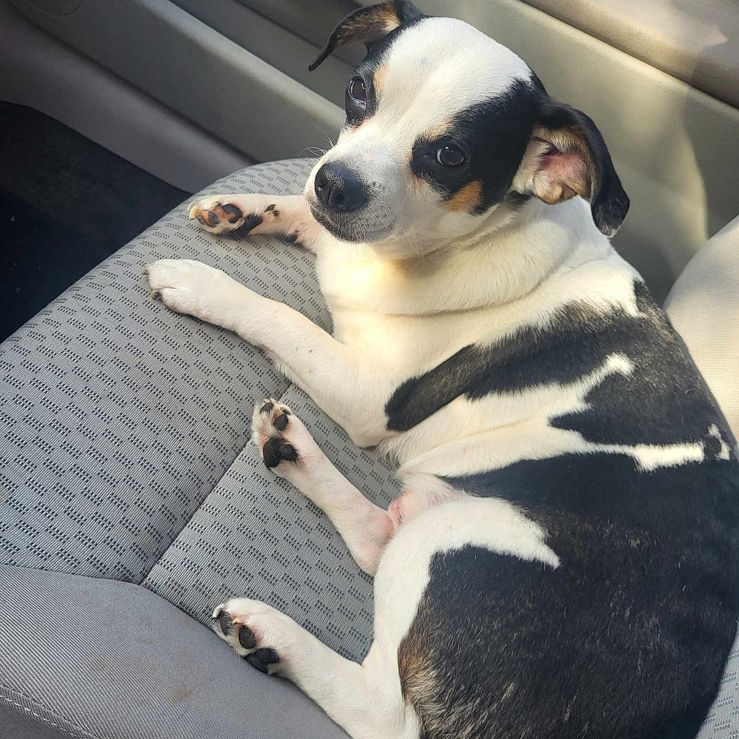 Oreo