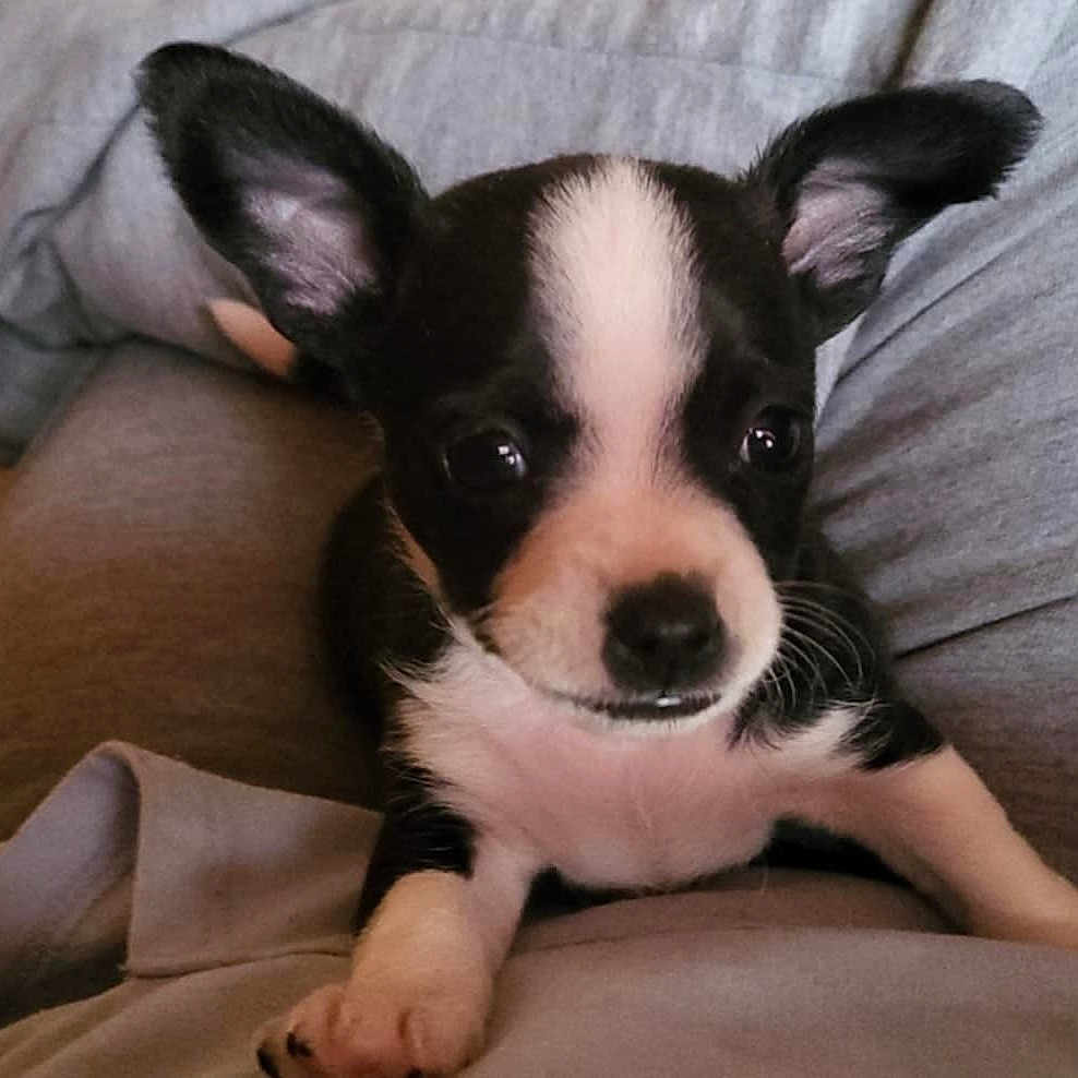 Jaxz