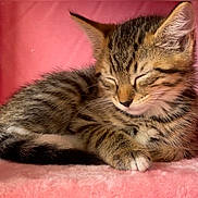 Sushi is registered to the contest to win money with this photo: kitten, cat, tabby, sleeping, paw, fur, whiskers, pink, blanket, cozy, cute, pet, animal, resting, soft, closeup, young, domestic_cat, indoor, relaxed
