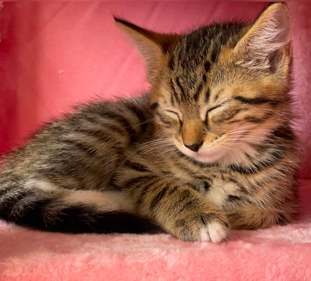 Sushi is registered to the contest to win money with this photo: kitten, cat, tabby, sleeping, paw, fur, whiskers, pink, blanket, cozy, cute, pet, animal, resting, soft, closeup, young, domestic_cat, indoor, relaxed