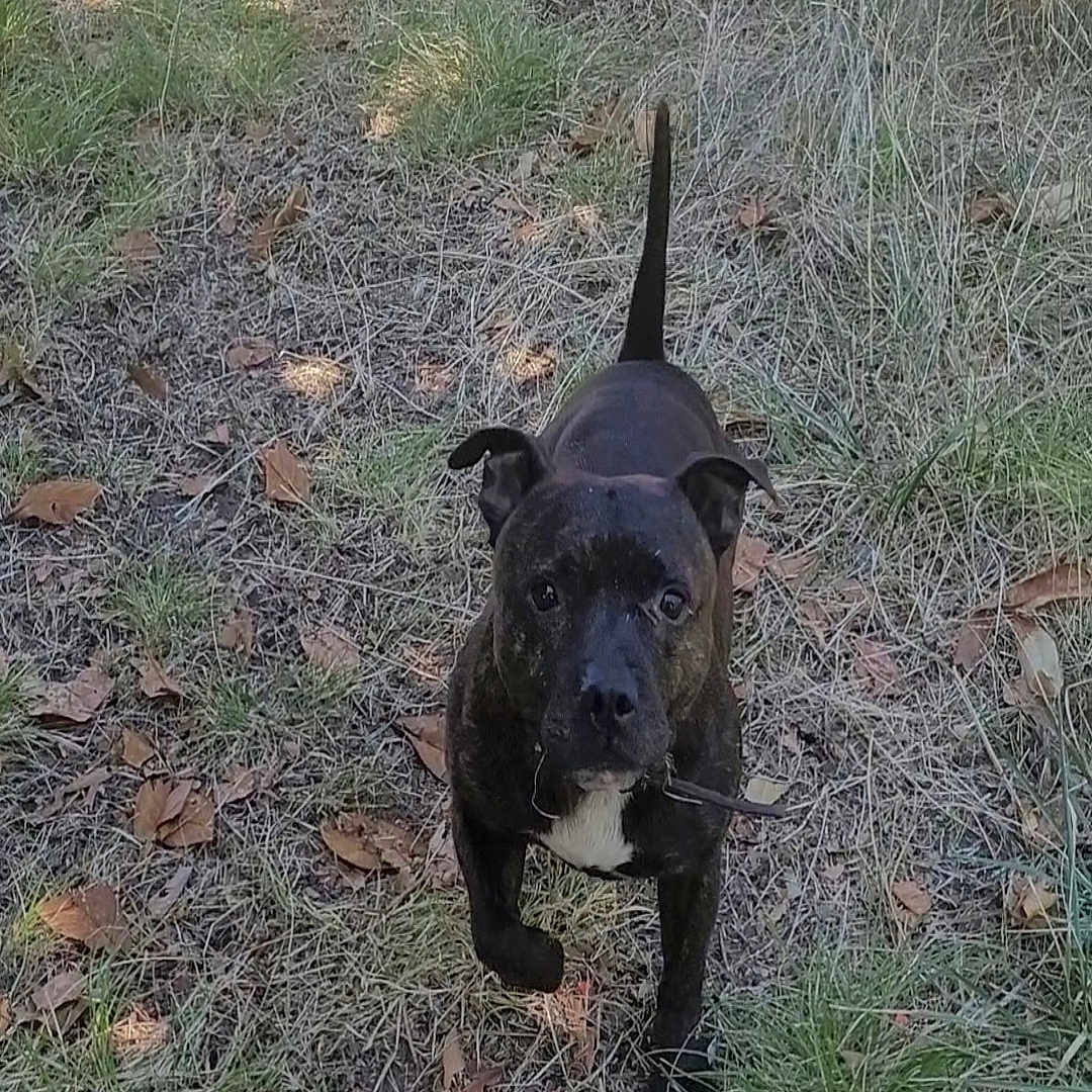 Sniper