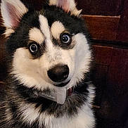 Loki joined the competition — help win amazing prizes! husky, dog, puppy, pet, close_up, portrait, fur, blue_eyes, nose, ears, collar, indoor, wooden_background, black_and_white_fur, fluffy, canine, looking_up, whiskers, adorable, curious