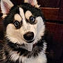 husky, dog, puppy, pet, close_up, portrait, fur, blue_eyes, nose, ears, collar, indoor, wooden_background, black_and_white_fur, fluffy, canine, looking_up, whiskers, adorable, curious