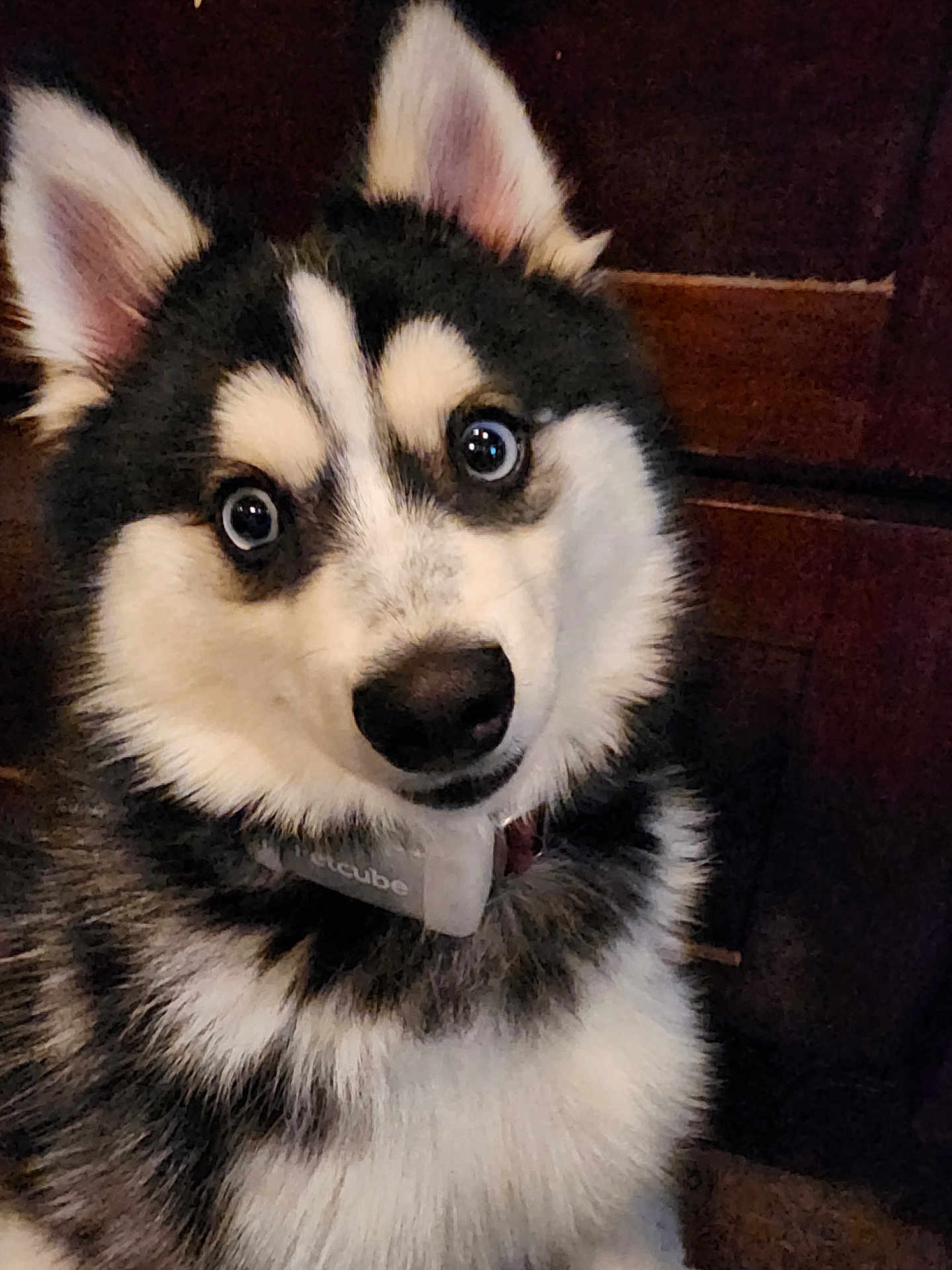 Loki joined the competition — help win amazing prizes! husky, dog, puppy, pet, close_up, portrait, fur, blue_eyes, nose, ears, collar, indoor, wooden_background, black_and_white_fur, fluffy, canine, looking_up, whiskers, adorable, curious