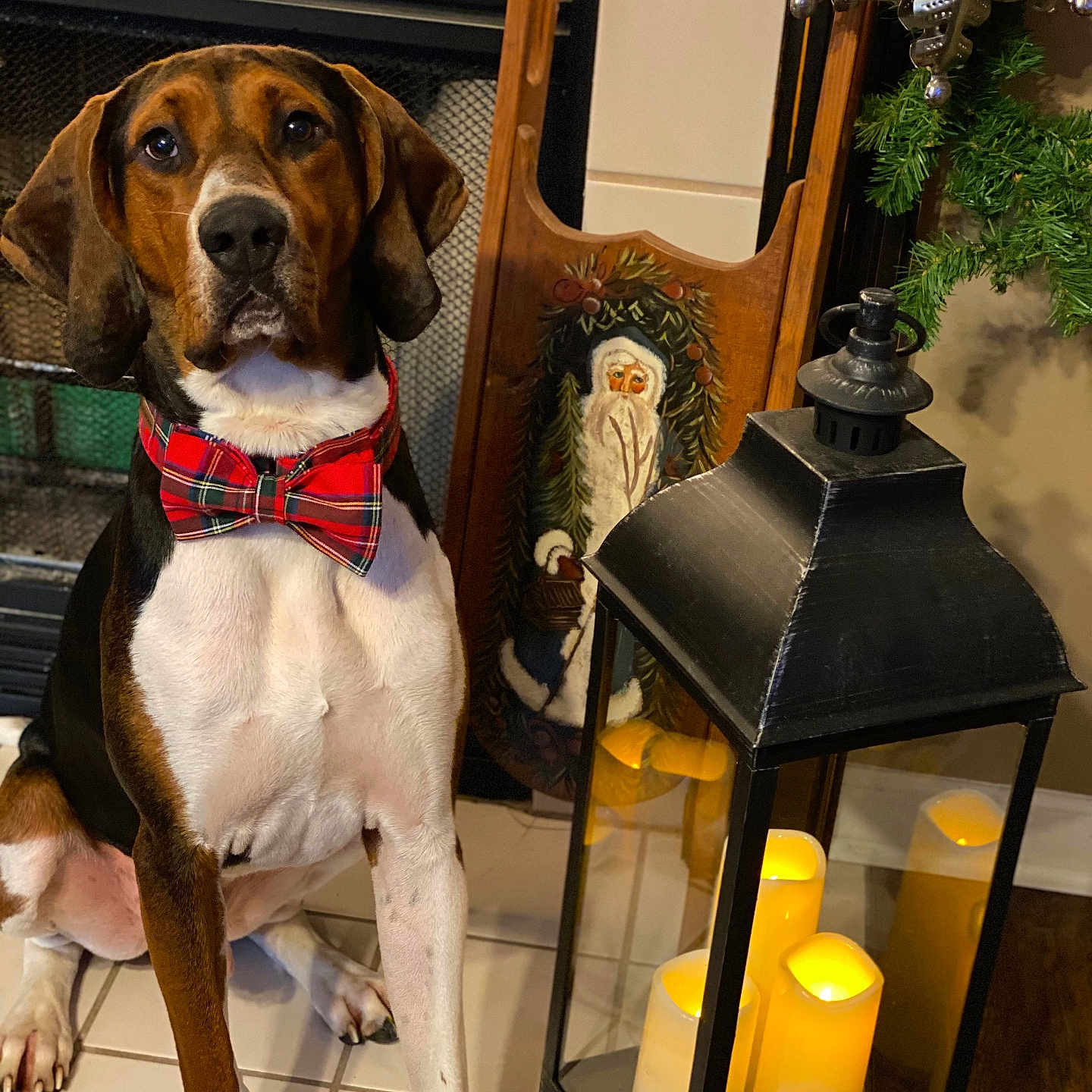Baker joined the competition — help win amazing prizes! accessories, animal, boxer, candle, canine, dog, formalwear, hound, indoors, interiordesign, lamp, lantern, lightfixture, pet, plant, pointer, pottedplant, puppy, tablelamp, tie
