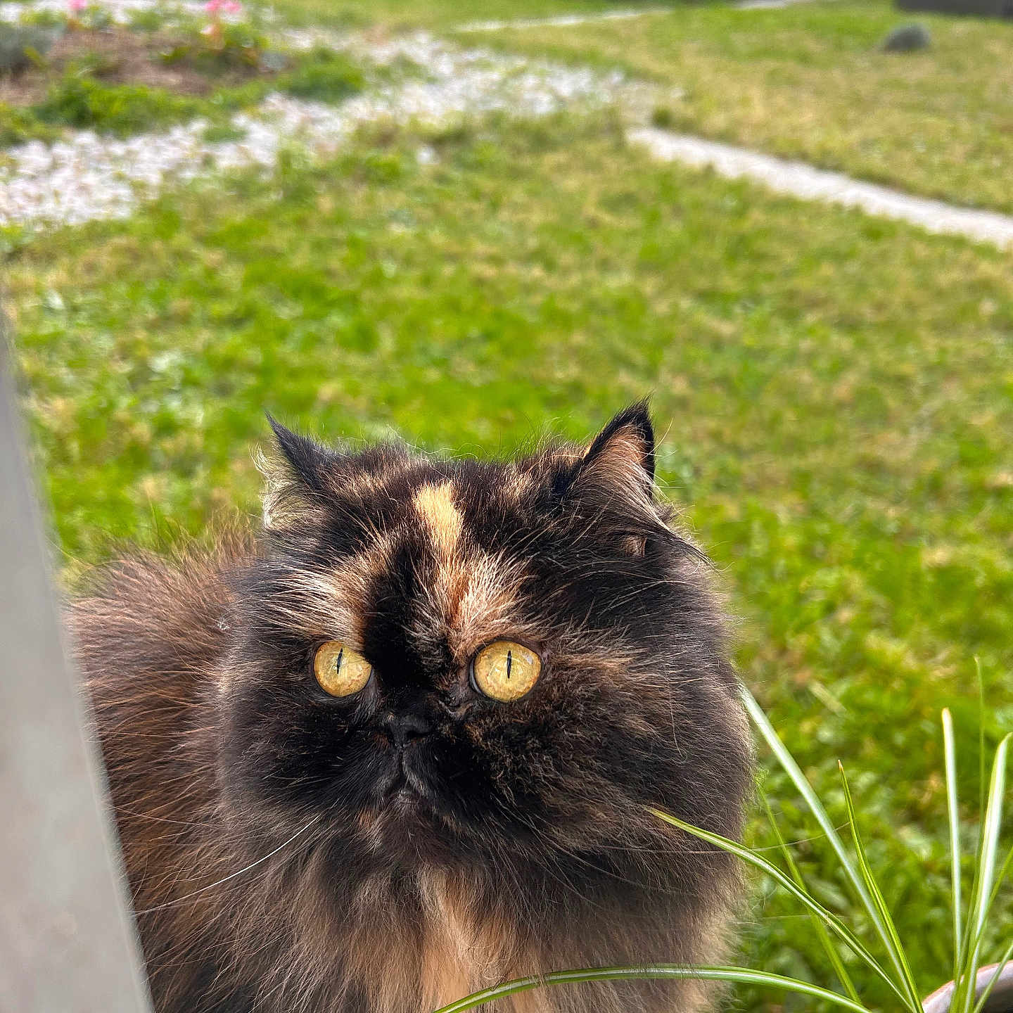 Loulou participe au concours pour gagner de l'argent avec cette photo : cat, tortoiseshell, fluffy, pet, animal, outdoor, garden, plant, potted_plant, greenery, closeup, fur, eyes, whiskers, nature, grass, window, curious, portrait, daylight