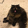 Loulou participe au concours pour gagner de l'argent avec cette photo : cat, tortoiseshell, fluffy, sitting, tongue_out, indoor, rug, shaggy_rug, furniture_leg, cozy, pet, animal, cute, feline, domestic_cat, resting, fur, whiskers, playful, home