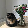 Loulou participe au concours pour gagner de l'argent avec cette photo : cat, tortoiseshell_cat, fluffy, flower_bouquet, glass_vase, table, wooden_table, indoor, houseplant, greenery, pink_flowers, white_flowers, red_flowers, chair, minimalist, cozy, natural_light, pet, domestic_animal, still_life