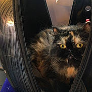 Loulou participe au concours pour gagner de l'argent avec cette photo : cat, tortoiseshell, animal, pet, feline, bag, open_bag, seat, window, indoor, yellow_eyes, fur, cozy, transport, carrier, zipper, black_bag, purple_seat, daylight, closeup