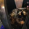 cat, tortoiseshell, animal, pet, feline, bag, open_bag, seat, window, indoor, yellow_eyes, fur, cozy, transport, carrier, zipper, black_bag, purple_seat, daylight, closeup