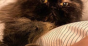 Loulou a rejoint le concours — aidez-le/la à gagner de superbes lots ! cat, tortoiseshell, fluffy, pet, indoor, closeup, face, fur, yellow_eyes, striped_blanket, cozy, relaxed, soft_lighting, whiskers, ears, nose, bedroom, feline, animal, resting