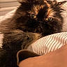 cat, tortoiseshell, fluffy, pet, indoor, closeup, face, fur, yellow_eyes, striped_blanket, cozy, relaxed, soft_lighting, whiskers, ears, nose, bedroom, feline, animal, resting
