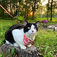 Dibiki joined the competition — help win amazing prizes! adventure, alert, animal, black_and_white, cat, cute, feline, forest, grass, greenery, harness, leash, mammal, nature, outdoor, pet, plants, sunset, tree_stump, wildlife