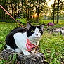 adventure, alert, animal, black_and_white, cat, cute, feline, forest, grass, greenery, harness, leash, mammal, nature, outdoor, pet, plants, sunset, tree_stump, wildlife