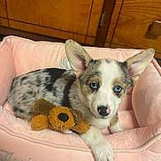 Little Girl is registered to the contest to win money with this photo: adorable, animal, blue_eyes, canine, companion, cozy, cute, dog, domestic, ears, floor_tiles, fur, indoor, pet, pink_bed, plush_toy, puppy, resting, wooden_cabinet, young_dog