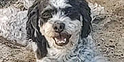 Sammy is registered to the contest to win money with this photo: animal, black_and_white, canine, closeup, curly_fur, dog, domestic_animal, ears, earth, face, friendly, fur, happy, lying_down, muzzle, nature, outdoor, pet, smiling, tail