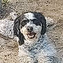 dog, animal, pet, outdoor, fur, curly_fur, black_and_white, smiling, lying_down, happy, canine, nature, earth, muzzle, ears, tail, face, closeup, domestic_animal, friendly