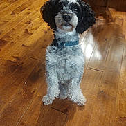 Sammy is registered to the contest to win money with this photo: animal, black_and_white, calm, canine, collar, curly_fur, dog, domestic_animal, ears, eyes, flooring, fur, house, indoor, looking, nose, pet, quiet, sitting, wooden_floor