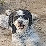 dog, black_and_white, curly_fur, lying_down, happy, outdoor, dirt, animal, pet, smiling, nature, canine, fur, grass, plant, tongue_out, closeup, mammal, playful, sunlight