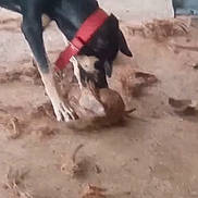Firulay is registered to the contest to win money with this photo: dog, black_dog, red_collar, playing, dusty_ground, debris, indoor, animal, pet, canine, sniffing, brown, floor, blurred, closeup, side_view, collar, fur, four_legs, head_down