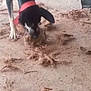 dog, black_dog, red_collar, playing, ground, dusty, shredded_fibers, outdoor, canine, pet, animal, sniffing, curious, ears_floppy, four_legs, tail, nature, texture, messy, fun