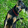 dog, black_dog, tan_dog, collar, chain, outdoor, greenery, plants, grass, pet, animal, canine, nature, curious, head_tilt, leash, fur, ears, sitting, daylight