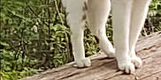 Casper joined the competition — help win amazing prizes! cat, animal, white_cat, wood, log, forest, outdoor, nature, tree, greenery, pet, feline, wildlife, standing, closeup, mammal, daylight, blurred_background, tongue_out, fur