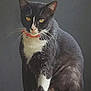 Niña is registered to the contest to win money with this photo: cat, tuxedo_cat, pet, animal, sitting, black_and_white, whiskers, collar, feline, indoor, portrait, fur, paw, alert, looking, domestic_cat, cute, mammal, closeup, quiet