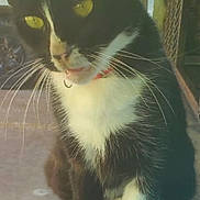 Niña joined the competition — help win amazing prizes! cat, black_and_white, yellow_eyes, whiskers, outdoor, ledges, sitting, pets, animal, feline, fur, closeup, curious, daylight, collar, portrait, paw, looking, pet