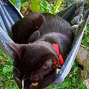 Niña joined the competition — help win amazing prizes! cat, black_cat, white_markings, red_collar, hammock, outdoor, greenery, plants, grass, pet, animal, relaxing, nature, curious, feline, resting, closeup, whiskers, ears, daylight