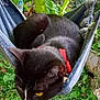 cat, black_cat, white_markings, red_collar, hammock, outdoor, greenery, plants, grass, pet, animal, relaxing, nature, curious, feline, resting, closeup, whiskers, ears, daylight