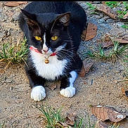 Niña is registered to the contest to win money with this photo: animal, bell, black_and_white, cat, close_up, collar, dirt, dry_leaves, ears, feline, grass, gravel, ground, nature, outdoor, paws, pet, resting, whiskers, yellow_eyes