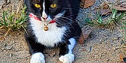 Niña is registered to the contest to win money with this photo: cat, black_and_white, yellow_eyes, collar, bell, outdoor, dirt, gravel, dry_leaves, grass, animal, pet, feline, resting, nature, close_up, ground, whiskers, ears, paws
