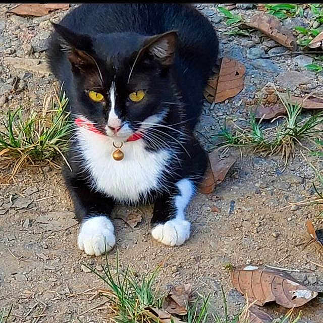Niña is registered to the contest to win money with this photo: cat, black_and_white, yellow_eyes, collar, bell, outdoor, dirt, gravel, dry_leaves, grass, animal, pet, feline, resting, nature, close_up, ground, whiskers, ears, paws