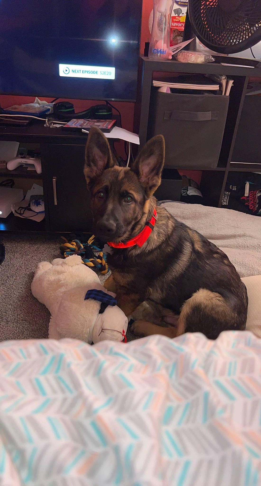 Boe is registered to the contest to win money with this photo: canidae, carnivore, collar, comfort, companion_dog, computer_keyboard, computer_monitor, dog, dog_breed, dog_collar, dog_supply, ear, fawn, fur, guard_dog, snout, sporting_group, television, whiskers, working_animal