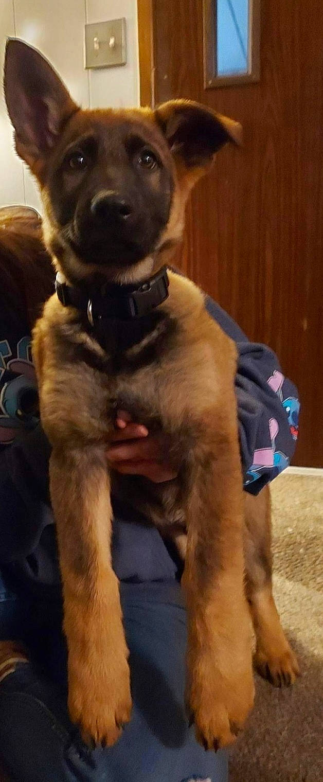 Boe joined the competition — help win amazing prizes! canidae, carnivore, collar, companion_dog, dog, dog_breed, dog_collar, fashion_accessory, fawn, firefighter, fur, guard_dog, hat, leash, pet_supply, snout, sporting_group, water, working_animal, working_dog