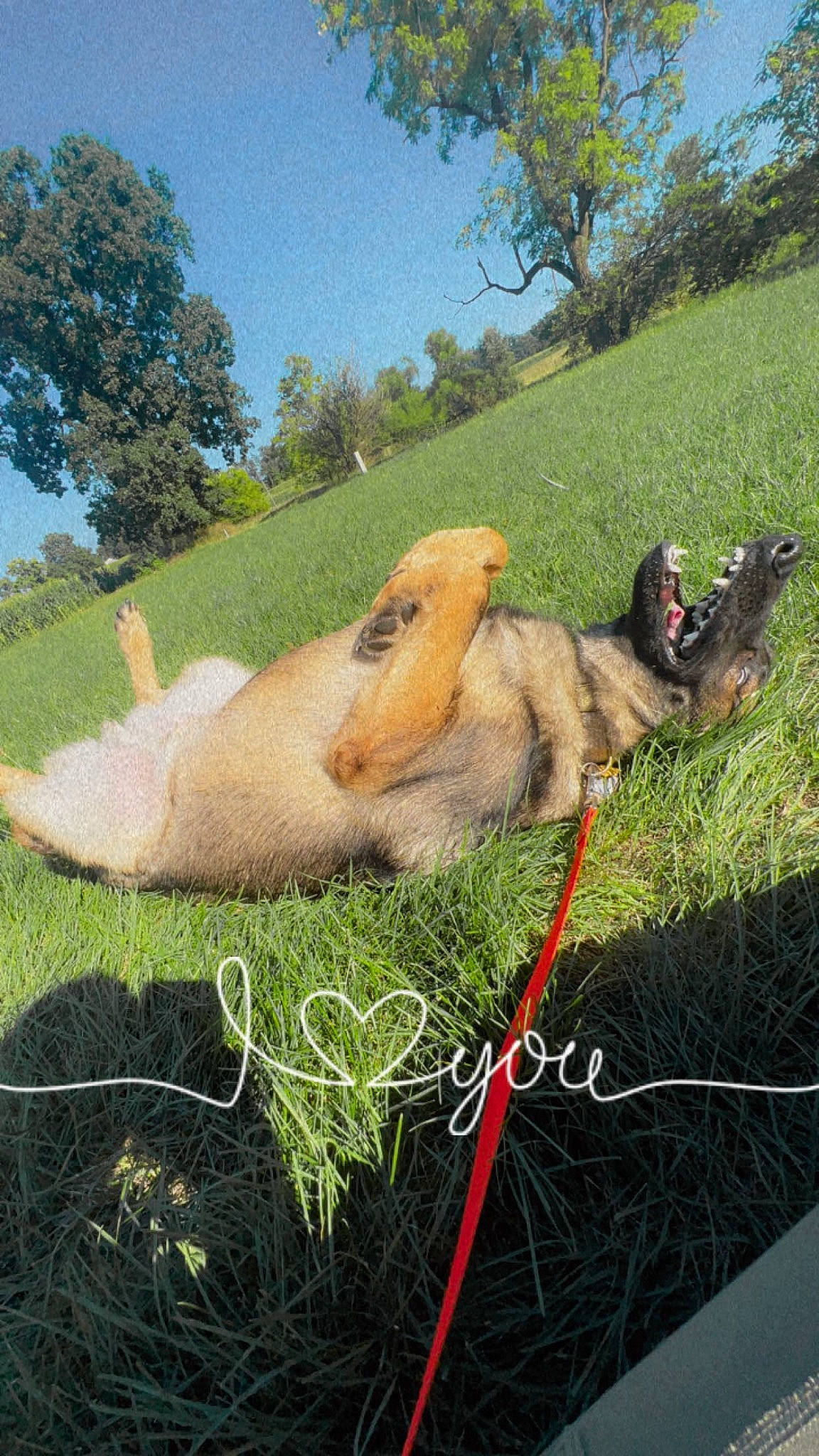 Boe is registered to the contest to win money with this photo: carnivore, collar, companion_dog, dog, dog_breed, fawn, grass, grass_family, grassland, landscape, lawn, mammal, pasture, people_in_nature, plant, sky, sporting_group, tail, tree, vertebrate