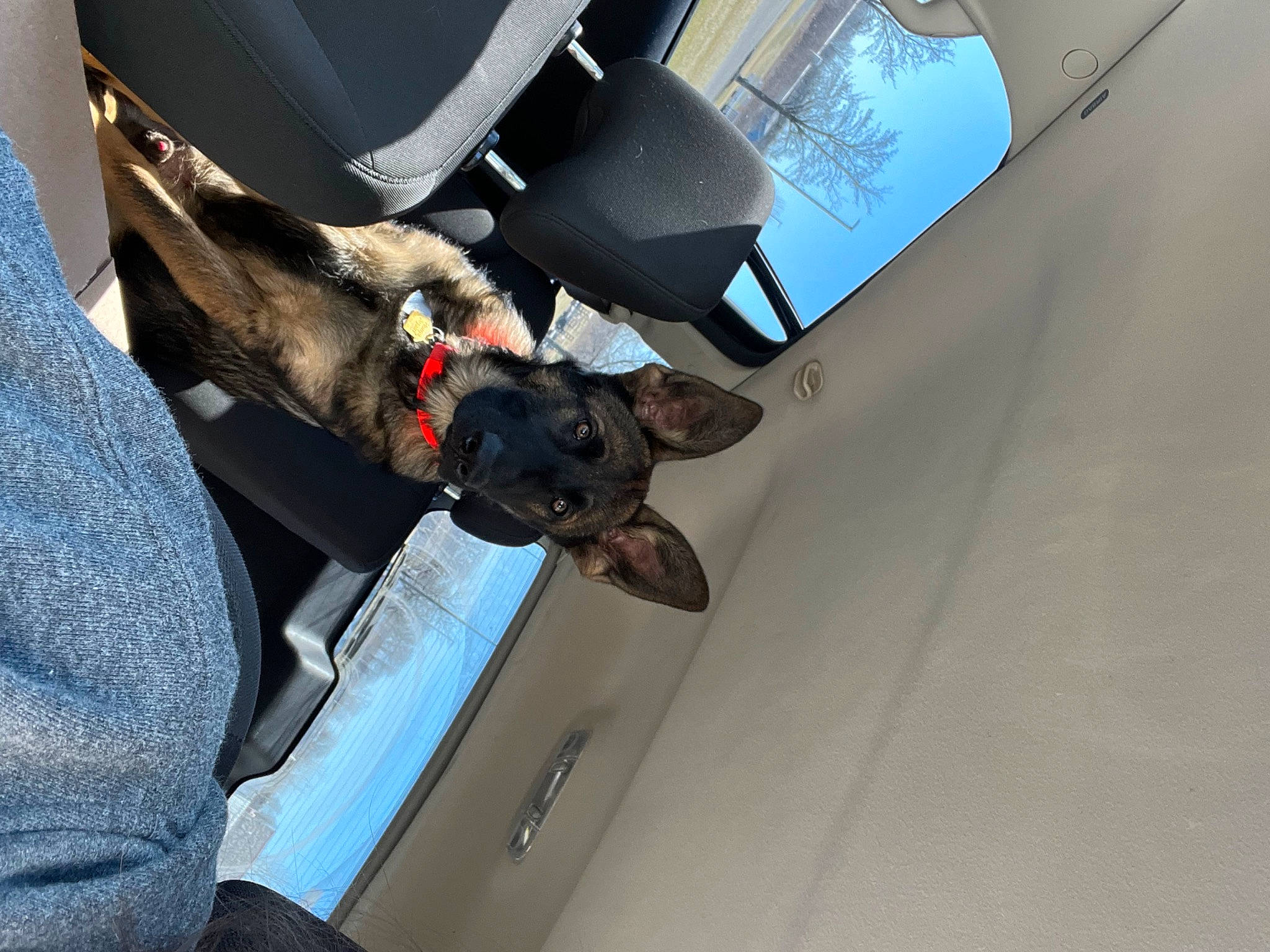 Boe joined the competition — help win amazing prizes! auto_part, automotive_design, automotive_exterior, automotive_window_part, car, car_seat, car_seat_cover, carnivore, comfort, companion_dog, dog, dog_breed, family_car, luxury_vehicle, motor_vehicle, personal_luxury_car, sporting_group, vehicle, vehicle_door, windshield