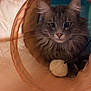 Rex joined the competition — help win amazing prizes! cat, gray, fluffy, pet, animal, indoor, toy, pom_pom, tunnel, playful, feline, cute, resting, curious, whiskers, ears, paws, close_up, cozy, soft