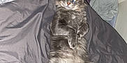 Rex is registered to the contest to win money with this photo: cat, gray_cat, fluffy_cat, bed, blanket, laundry_basket, indoor, pet, relaxed, lying_down, fur, whiskers, eyes_glowing, two_cats, cozy, feline, animal, domestic_animal, sleepy, cute